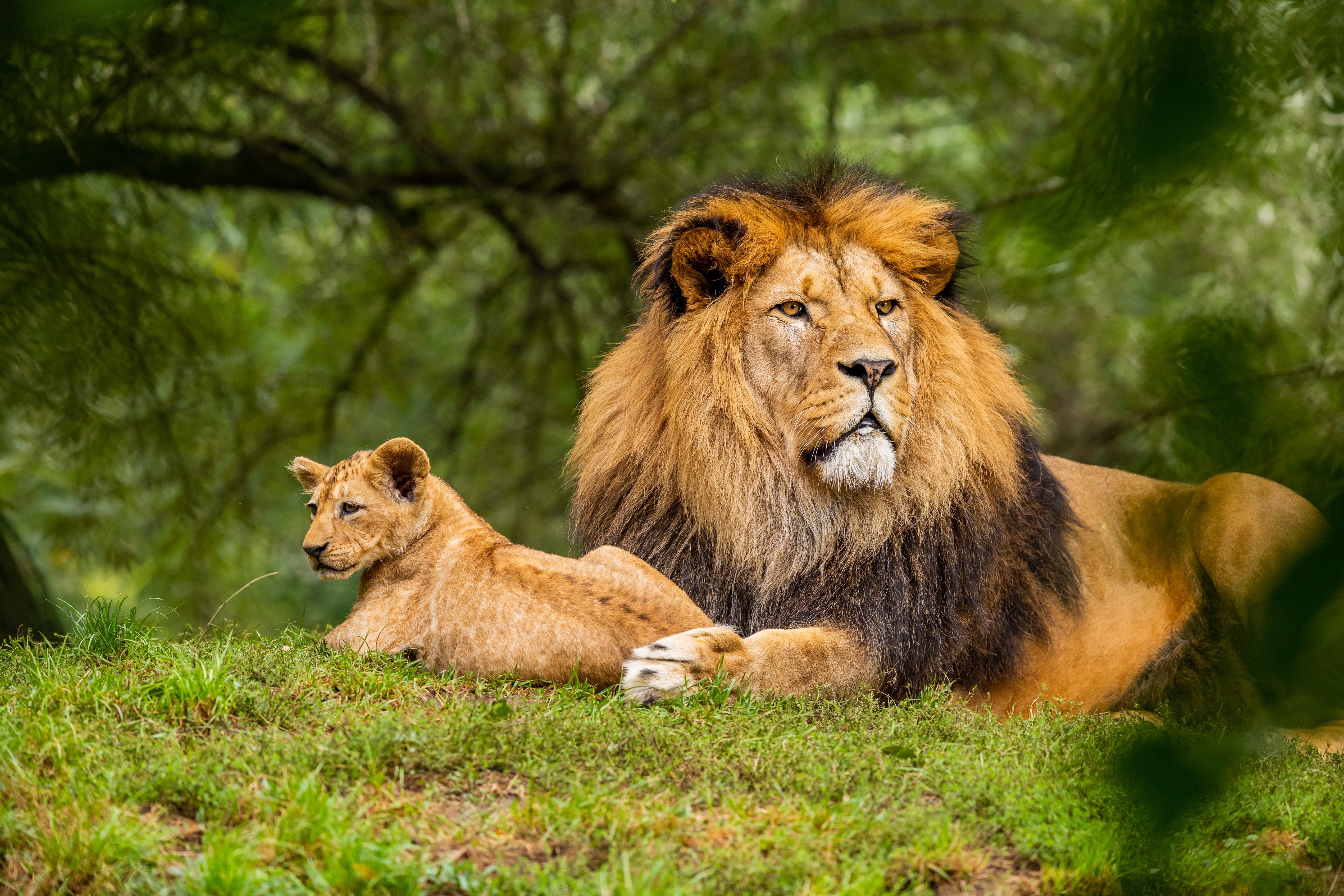 Lions Löwe